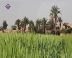 مصاحبه زنده